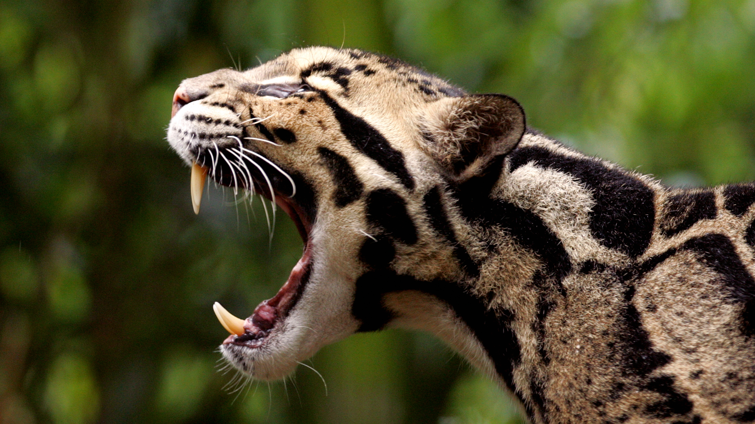 Clouded leopard teeth